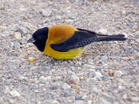 Black Hooded Sierra Finch